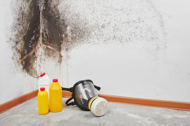 Best Preventive Mold Services in Barclay, NJ