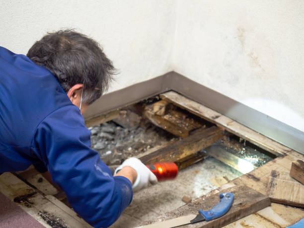 Best DIY Mold Remediation Support Services in Barclay, NJ
