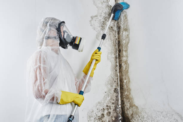 Best Residential Mold Remediation in Barclay, NJ