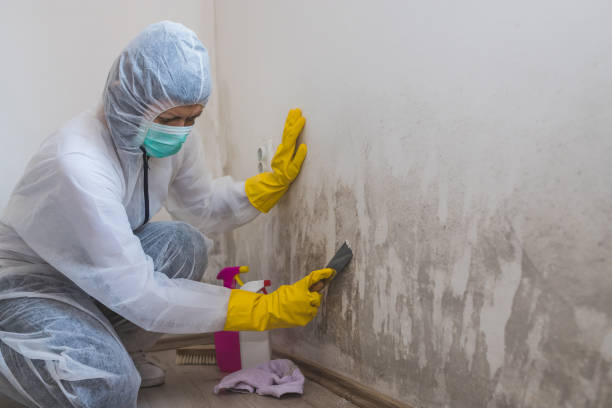 Best Basement Mold Remediation in Barclay, NJ