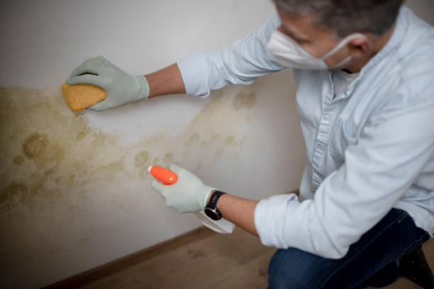  Barclay, NJ Mold Removal Pros