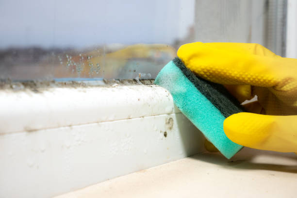 Best Insurance-Related Mold Remediation in Barclay, NJ