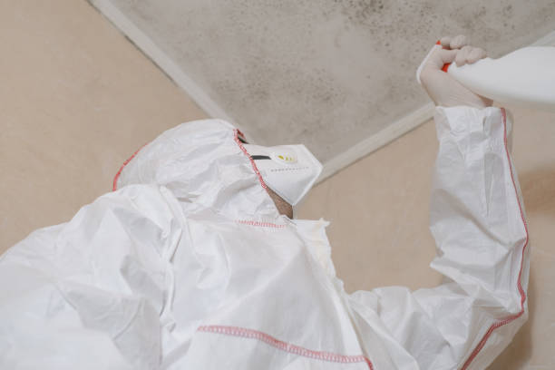 Best Basement Mold Remediation in Barclay, NJ