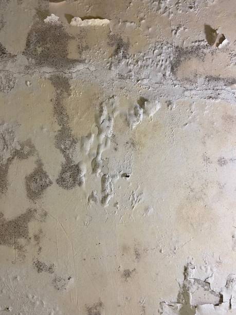 Best Insurance-Related Mold Remediation in Barclay, NJ